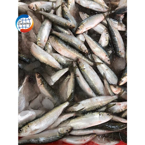 <span class=keywords><strong>Sardines</strong></span> congelées de haute qualité Sea Catch WR, produits de <span class=keywords><strong>la</strong></span> <span class=keywords><strong>mer</strong></span> en vente, prix d'usine en promotion - Product Image 3