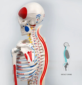 Modelo de Esqueleto Anatómico de PVC de 170 cm para Ciencias Médicas, Tamaño Real, Origen y Punto de Inserción Muscular en 3D, Esqueleto Humano HUICHUN Smd00211 - Product Image 2