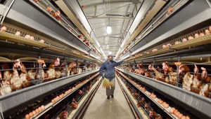 <span class=keywords><strong>2025</strong></span> Hiện Đại Heavy Duty Đúc Sẵn Kết Cấu Thép Gà Coop Ánh Sáng Trang Trại Thiết Kế Cho Các Trang Trại - Product Image 4