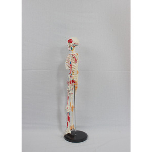 Modèle d'enseignement du squelette humain de 85 cm avec disques intervertébraux, étiquettes de l'origine et de l'insertion des moitiés des muscles, et - Product Image 2