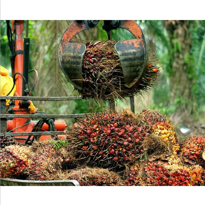 Palmiye yağı makinesi palmiye yağı üretim hattı büyük sebze yağı üretim hattı