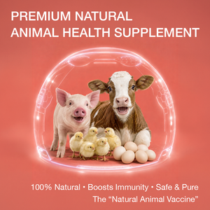 Extraits de bêta-glucanes personnalisés ODM IMMAGRO pour la santé des animaux d'élevage, la régulation immunitaire, le soutien immunitaire, l'alimentation animale - Product Image 2