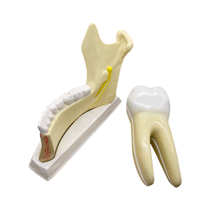 Modèle de dentition et de mastication des dents Taille : 25x5x17 cm ZM1050 - Product Image 2