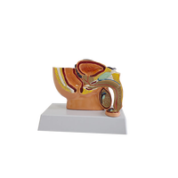 Modèle anatomique de l'anatomie reproductive masculine, système urinaire, surface sagittale pelvienne, testicules, prostate, vessie, sciences médicales