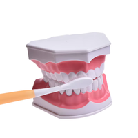 Modèle d'enseignement dentaire spécial pour l'hygiène buccale, double dents supérieures et inférieures détachables, en métal et PVC, anatomique