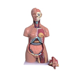 Modello Anatomico del Torso Umano a Grandezza Naturale, 40 Parti, Biseksuale, con Schiena Aperta, per Insegnamento Medico - Product Image 2