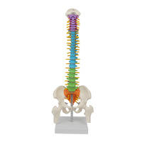 Modèle de colonne vertébrale flexible de 45 cm, coloré, avec occiput, vertèbres, bassin et fémur – Aide pédagogique anatomique