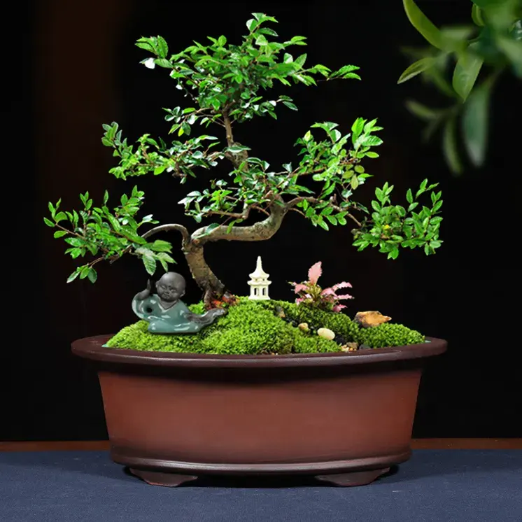 China high grade purple granulated glaze Bonsai pots purple sand unglazed bonsai pots ceramic