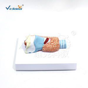 Vic Education : Modèle de la thyroïde, structure anatomique du système respiratoire humain - Product Image 2