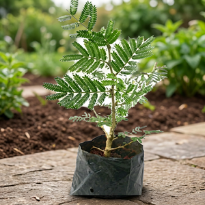 Plante artificielle Delonix Regia en pot, fausse plante verte flamboyante pour la décoration <span class=keywords><strong>de</strong></span> jardin et aménagement paysager, personnalisable OEM - Product Image 3