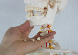 Биологическая модель, учебные пособия, медицинская медицина, Мужской Скелет для взрослых, спинномозговой нерв и каротидная артерия для медицинских целей - Product Image 4