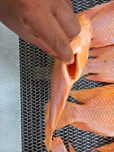 Tilapia <span class=keywords><strong>roja</strong></span> congelada de alta calidad de primera calidad redonda - Product Image 5