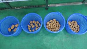 OG-606 Multi-Sử Dụng Con Lăn Học Sinh Lớp Cam Bơ Khoai Tây Cà Chua Trái Cây Rau Phân Loại Và Phân Loại Máy - Product Image 6