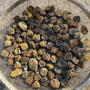 Fossile de Trilobite Artificiel de Haute Qualité en Gros, Parfait pour Collection Domestique, Cadeau ou Spécimen Éducatif - Product Image 2