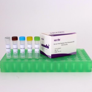 Kit de RT-PCR BVDV-2 en temps réel (50 tests) Sonde de détection du virus de la diarrhée virale bovine/méthode verte SYBR - Product Image 3