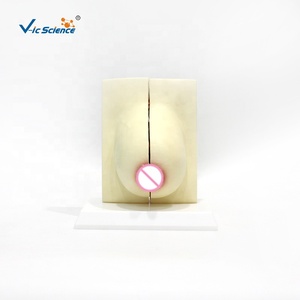 Características Estructurales del Modelo Anatómico del Seno - Product Image 5