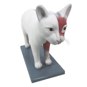 Simulador de entrenamiento dental de alta calidad para educación de salud bucal <span class=keywords><strong>canina</strong></span> - Product Image 5