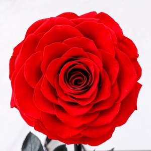 Kit di Rose Eterne dell'Ecuador <span class=keywords><strong>in</strong></span> Vetro, Fiori Conservati all'Ingrosso - Product Image 2