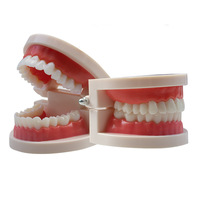 Modèles anatomiques dentaires, modèles de dents, aides pédagogiques pour empreintes dentaires, modèles de cavité buccale pour la pratique du brossage en maternelle