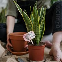 Lot de 5 étiquettes de plantes en forme de T, imperméables, en acrylique pour sublimation, marqueurs vierges pour plantes, piquets de jardin pour intérieur et extérieur