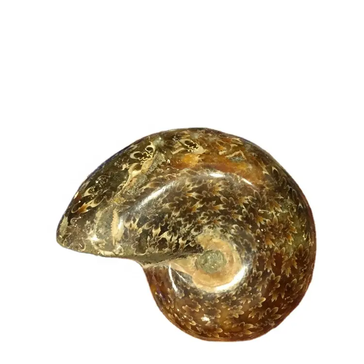Commercio all'ingrosso naturale di alta qualità lucidato Nautilus Conch Ammonite pietra per la decorazione domestica