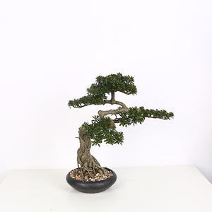 La vida-como <span class=keywords><strong>Aglaia</strong></span> Odorata Lour Milán de Banyan plantas artificiales árbol Bonsai - Product Image 2