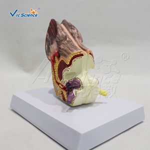 Modèle d'anatomie de l'oreille de chien ; spécimen de démonstration pour l'enseignement vétérinaire ; outil pédagogique pour les cours universitaires. - Product Image 1