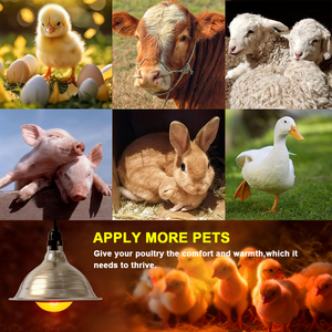 Система освещения Biobase для инкубации яиц с УФ-излучением для выведения цыплят - Product Image 3