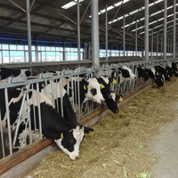 Structure en acier préfabriquée pour bâtiments agricoles, étable à vaches, bergerie, bâtiment pour moutons/bovins/laitiers/chèvres, hangar à volailles, construction de porcherie