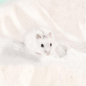 <span class=keywords><strong>Sable</strong></span> de bain pour hamster, sans poussière, pour chinchillas, gerbilles, souris, dégués ou autres petits animaux - Product Image 2