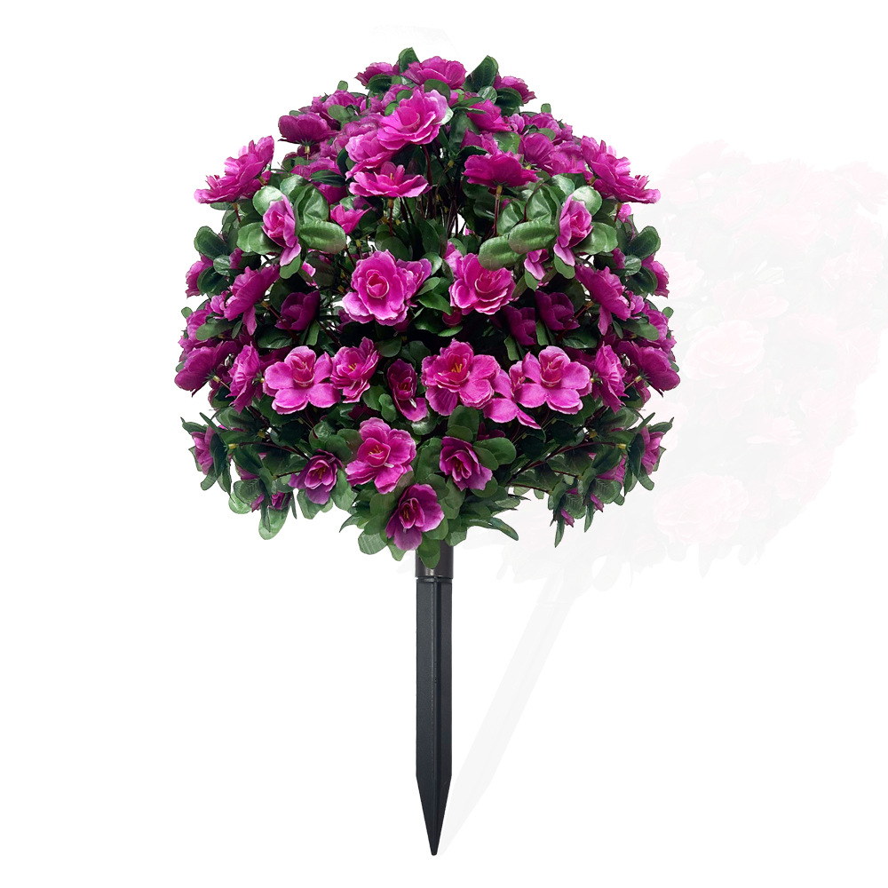 Azaleas in the ground - purplish-red