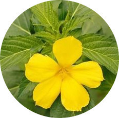 High Quality <strong>Damiana</strong> Extract <strong>Powder</strong> <strong>Damiana</strong> Water Soluble <strong>Powder</strong> 10:1Pure <strong>Natural</strong> Herbal Extract From China - Product Image 3