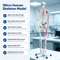 Modèle de squelette humain grandeur nature économique 180 cm en PVC avec articulations articulées pour l'enseignement médical CE ISO ROHS CNAS
