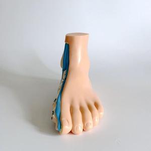 Modèle d'anatomie transversale latérale du <span class=keywords><strong>pied</strong></span> humain, avec affichage coloré des os, des ligaments et des muscles, pour l'enseignement de la biologie et de la podologie - Product Image 5