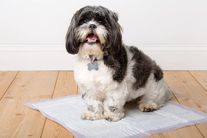 Tapis Super Absorbant Imperméable Jetable pour Chiots Séchage Rapide Anti-Fuite Alèses d'Entraînement pour Chiens - Product Image 2