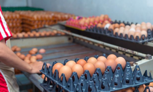 Timbangan elektronik otomatis inspeksi telur & mengelompokkan ukuran penyortir mesin kelas telur/klasifikasi berbasis berat telur - Product Image 5