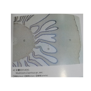 Rebanadas de hongos, portapreparados microscópicos para la observación de hongos en biología de secundaria, especímenes de hongos, material didáctico. - Product Image 3