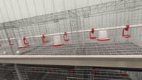 Cage à poulets à 4 niveaux et 2 portes, capacité 80 oiseaux, avec plateau de collecte
