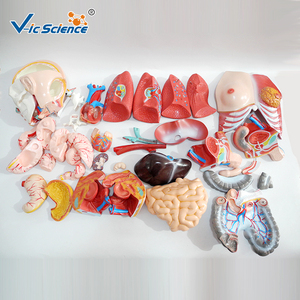 Cuerpo Humano, anatomía, Torso, anatómico, humano, modelo 85CM, Unisex, 40 Partes <span class=keywords><strong>para</strong></span> enseñar - Product Image 3