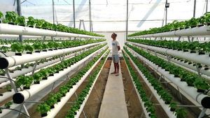 Système de canal hydroponique vertical NFT pour la culture de la laitue, l'irrigation et l'équipement hydroponique - Product Image 6