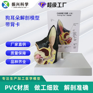 Modèle d'anatomie de l'oreille canine avec carte dorsale, matériel pédagogique et de présentation pour cliniques vétérinaires canines, anatomie animale transfrontalière - Product Image 5