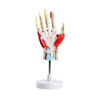 Modelo de Anatomía de Mano Desmontable de Tamaño Real con Vasos Sanguíneos y Nervios, 7 Partes - Modelo Anatómico de Ciencias Médicas