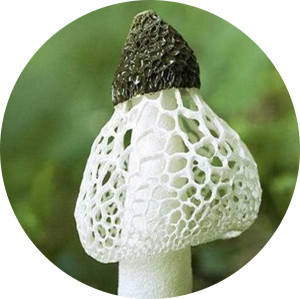 Extrato de <span class=keywords><strong>Dictyophora</strong></span> <span class=keywords><strong>Indusiata</strong></span> 10:1 Pó de <span class=keywords><strong>Dictyophora</strong></span> <span class=keywords><strong>Indusiata</strong></span> Puro Natural Grau Alimentício - Product Image 2