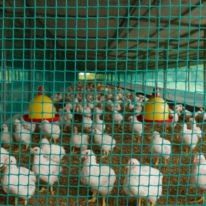 White Knitted Plastic Netting for Garden Protection and Plant Support - Product Image 1