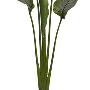 Verdure <span class=keywords><strong>exotique</strong></span> à grandes feuilles: <span class=keywords><strong>plante</strong></span> <span class=keywords><strong>d</strong></span>'<span class=keywords><strong>intérieur</strong></span> de qualité supérieure en pot noir - Product Image 4