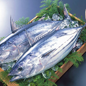 ningbo manufacturer frozen sarda tuna fish