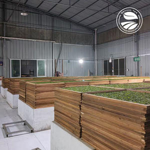 Clqq Private Label Emerald <span class=keywords><strong>Green</strong></span> Loose <span class=keywords><strong>Tea</strong></span> Suplemento Saúde Qualidade Superior para a Felicidade Atacado Ensacado Nova Chegada - Product Image 5