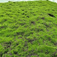 Feuille de mousse artificielle verte réaliste, tapis floqué 3D pour terrarium, bonsaï, mur végétal miniature, artisanat DIY