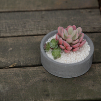 Jardinière en béton cylindrique courte gris clair, style thérapeutique, très vendue, spéciale succulentes, respirante, mate, vente en gros