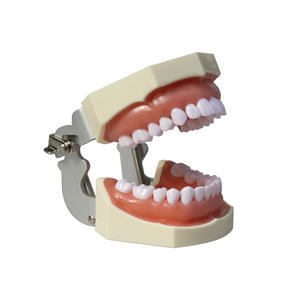 28- Tooth Preparation Practice Models Full Mouth Detachable Teeth Dental Models for <b>Oral</b> <b>Therapy</b> <b>Equipment</b> & <b>Accessories</b> - Product Image 1